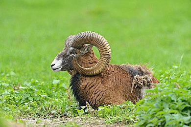 万代财报利润创新高 《艾尔登法环》销量突破1660万